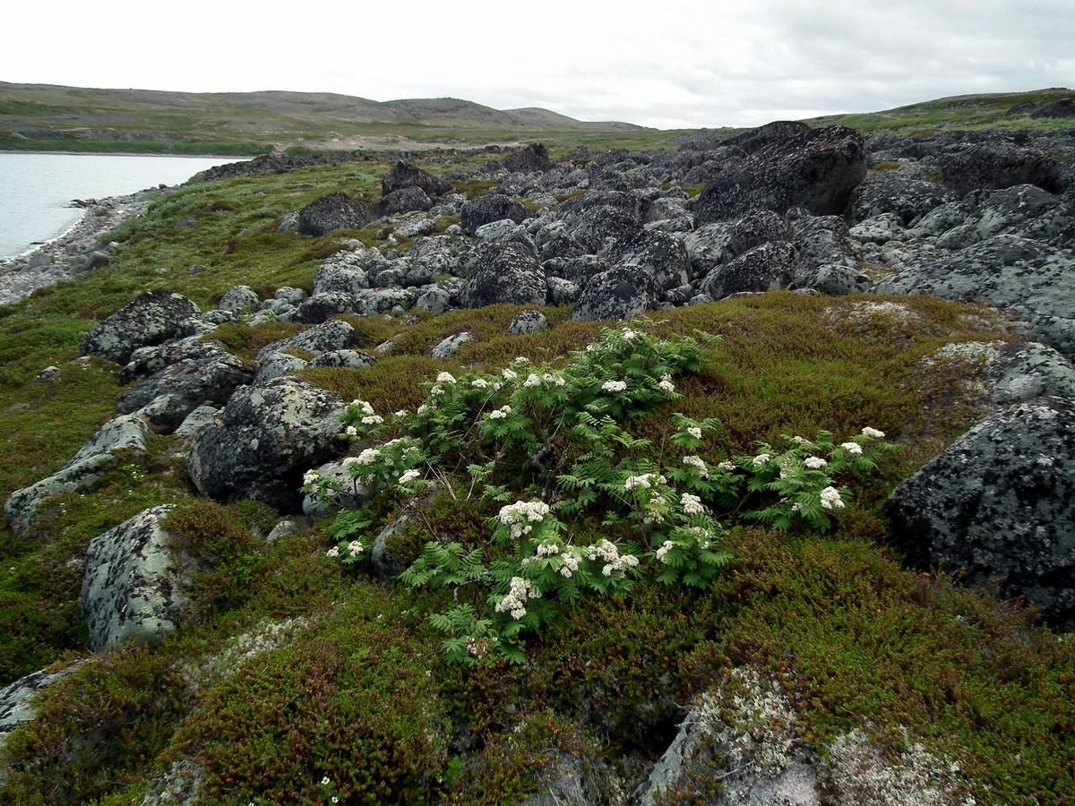 Image of Sorbus aucuparia ssp. glabrata specimen.