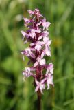 Image of taxon representative. Author is Марина Скотникова
