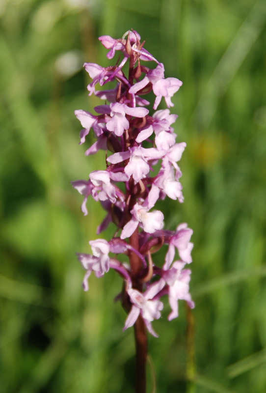 Image of Gymnadenia conopsea specimen.