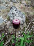 Cirsium heterophyllum