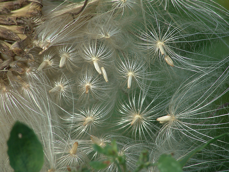 Изображение особи Cirsium vulgare.