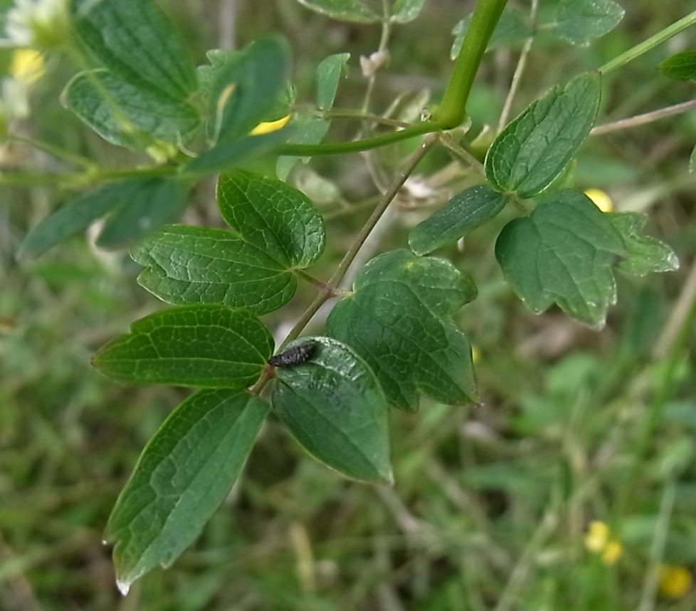 Изображение особи Thalictrum flavum.