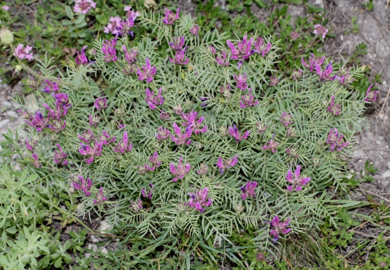 Image of Astragalus circassicus specimen.