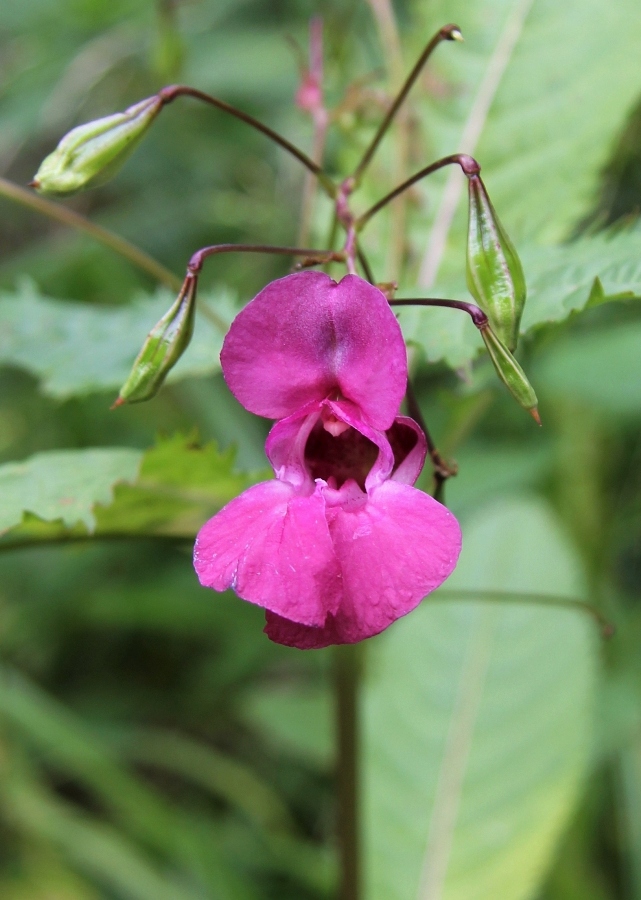 Изображение особи Impatiens glandulifera.