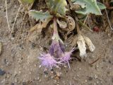 Saussurea famintziniana