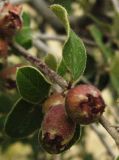 Cotoneaster nummularius. Соплодие. Копетдаг, Чули. Июнь 2011 г.