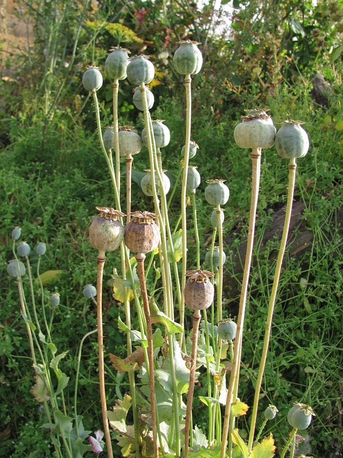 Image of Papaver somniferum specimen.