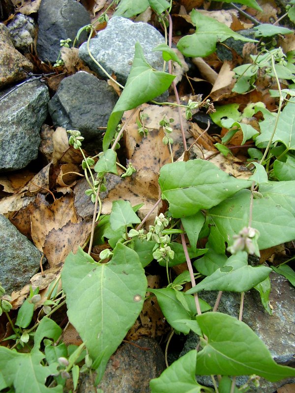 Изображение особи Fallopia convolvulus.