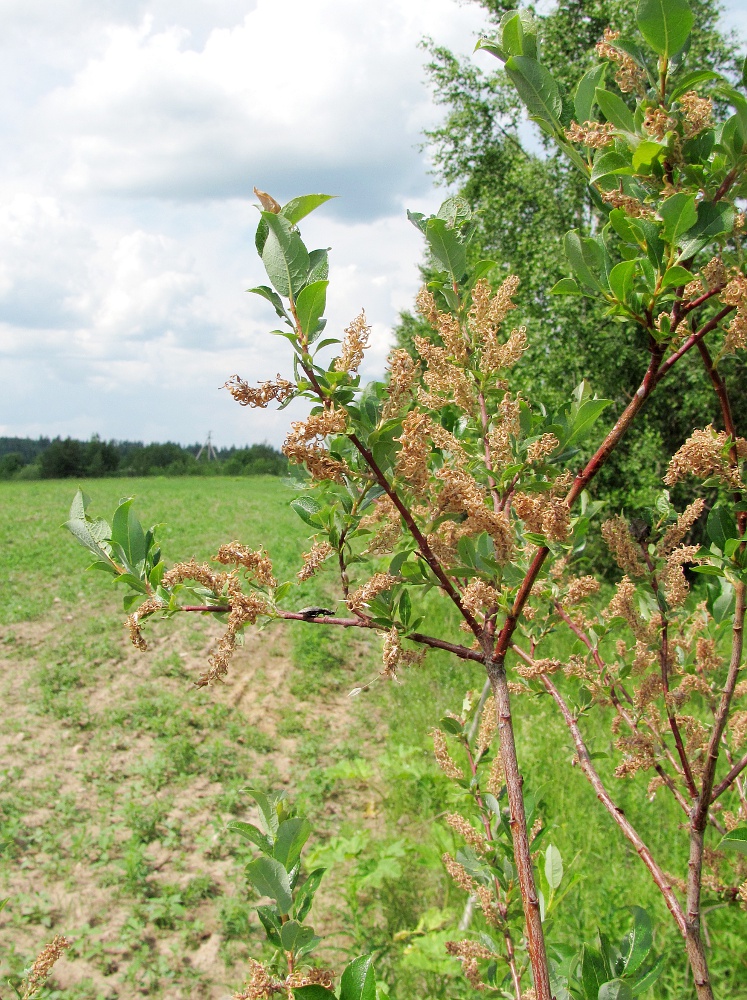 Изображение особи Salix starkeana.