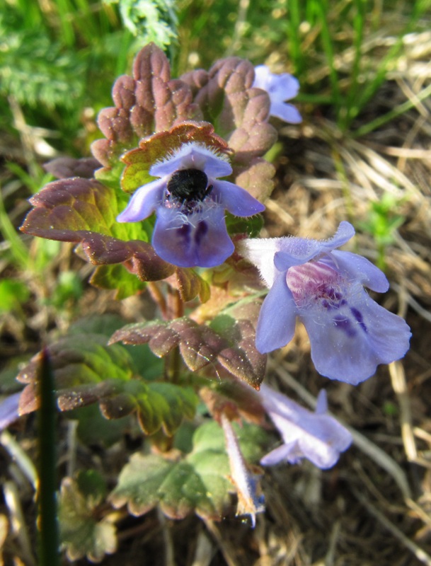 Image of Glechoma hederacea specimen.