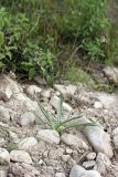 Plantago lanceolata. Цветущее растение. Южный Казахстан, Верхний Боролдай, каменистая коса на реке. 29.06.2011.