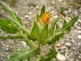 Centaurea benedicta