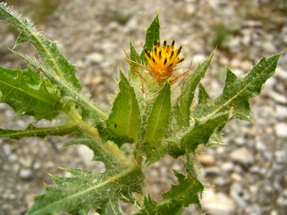 Изображение особи Centaurea benedicta.