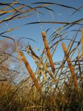 Typha domingensis