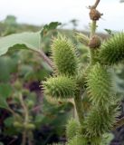 Xanthium orientale. Верхняя часть цветущего и плодоносящего растения. Ростовская обл., Азовский р-н, побережье Таганрогского залива, устье р. Кагальник, окр. с. Займо-обрыв. 31.08.2011.