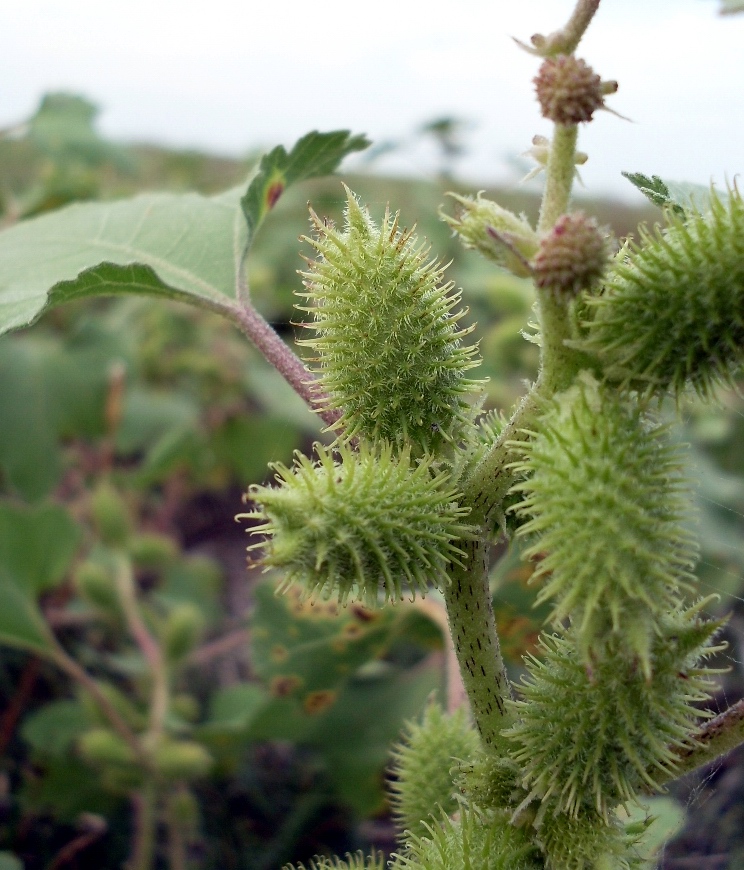 Image of Xanthium orientale specimen.