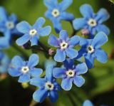 Brunnera sibirica. Цветки. Московская обл., дачный участок. 12.05.2008.