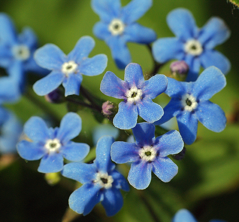 Image of Brunnera sibirica specimen.
