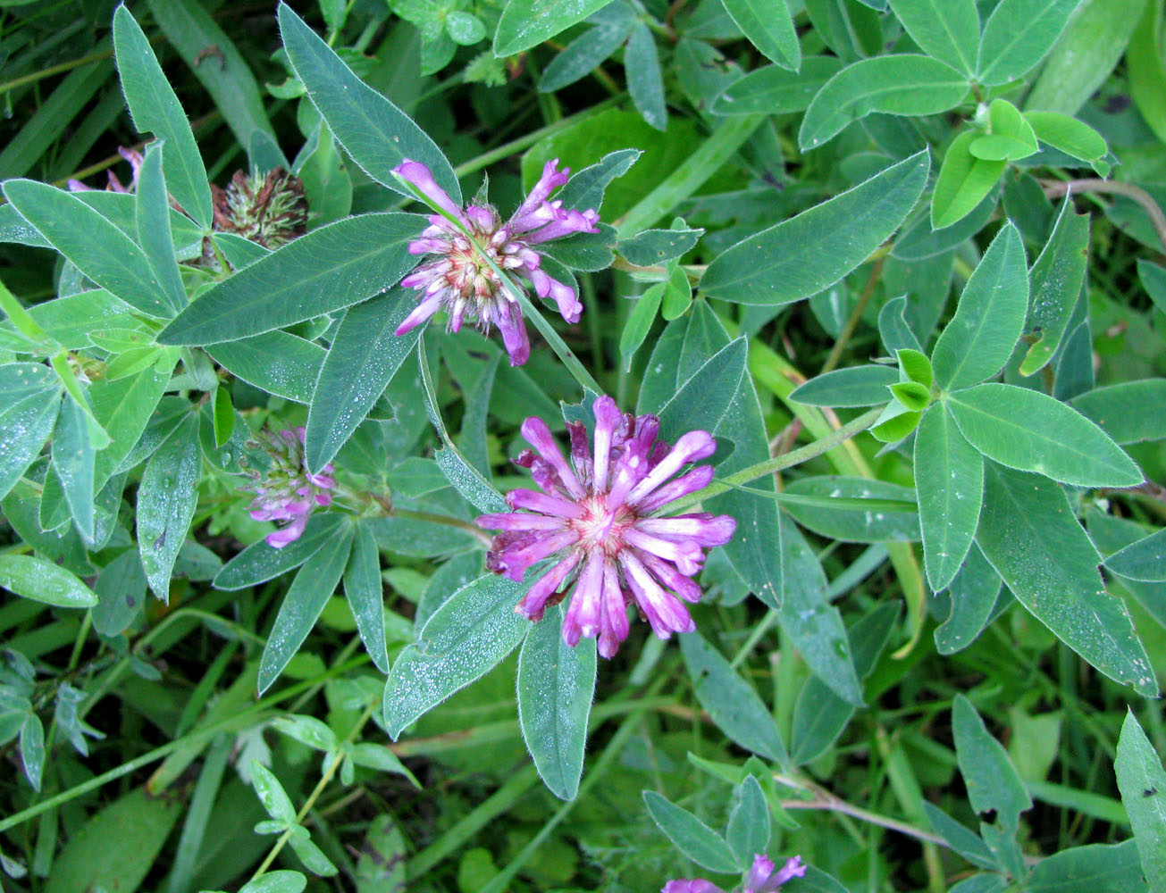 Image of Trifolium medium specimen.