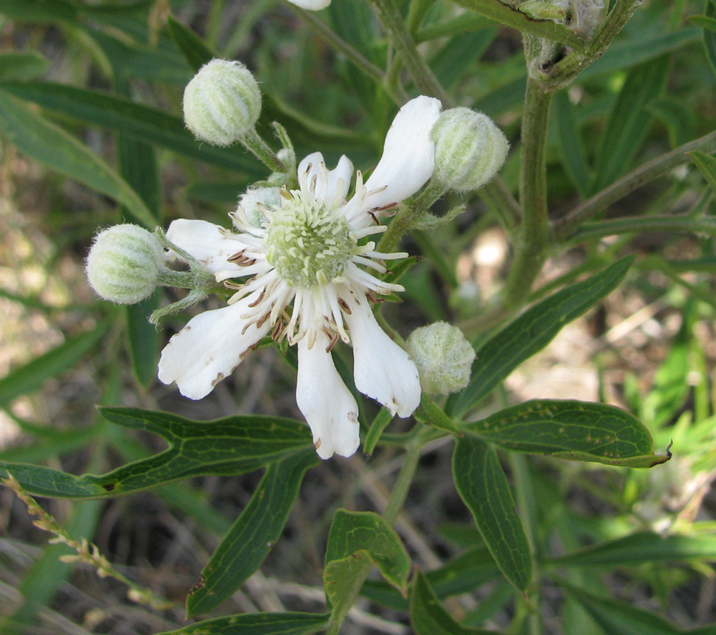 Image of Clematis hexapetala specimen.