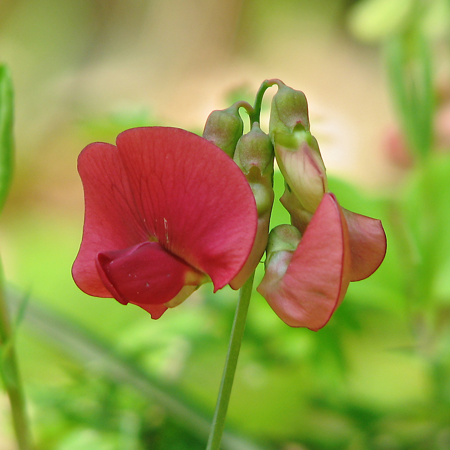 Image of Lathyrus rotundifolius specimen.