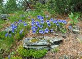 Campanula dasyantha