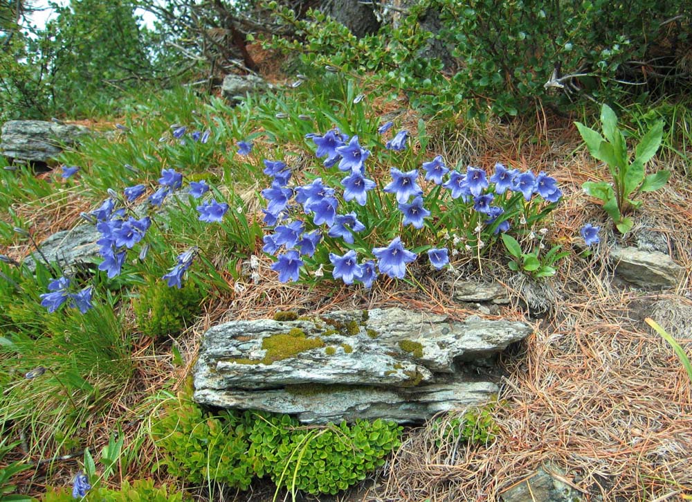 Image of Campanula dasyantha specimen.