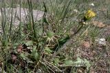 Taraxacum distantilobum. Расцветающее растение. Свердловская обл., окр. г. Североуральск, Второй Северный, разнотравная поляна. 18.05.2011.