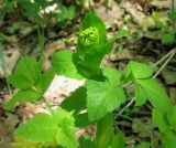 Smyrnium perfoliatum. Верхушка растения с соцветием в бутонах. Крым, гора Северная Демерджи, западный склон, дубовый лес. 2 мая 2012 г.