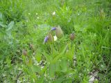 Clematis integrifolia