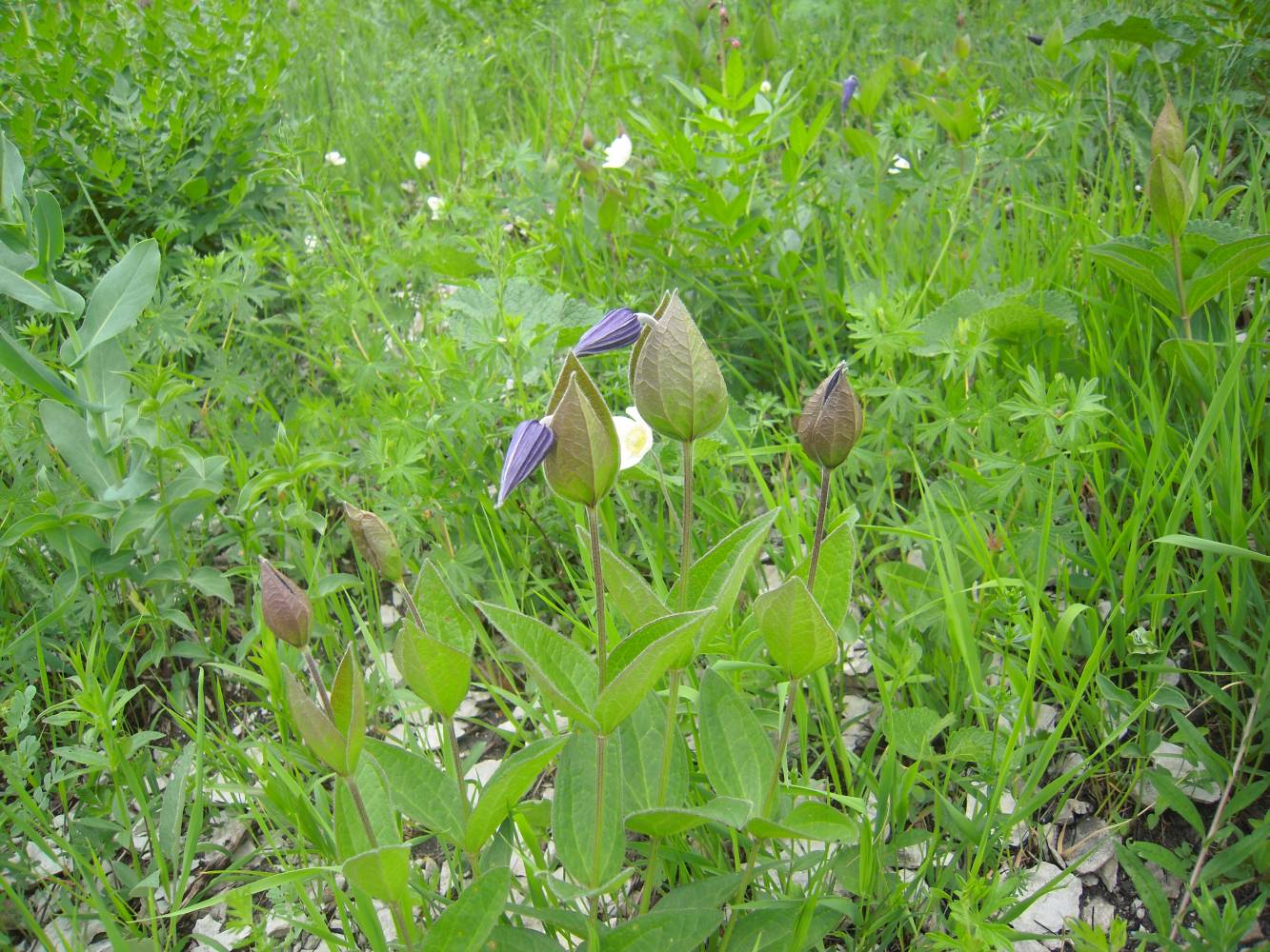 Image of Clematis integrifolia specimen.