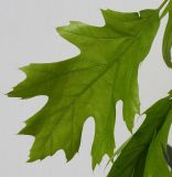 Quercus rubra. Лист. Германия, г. Кемпен, в парке. 13.05.2012.