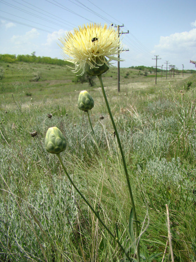 Изображение особи Rhaponticoides taliewii.