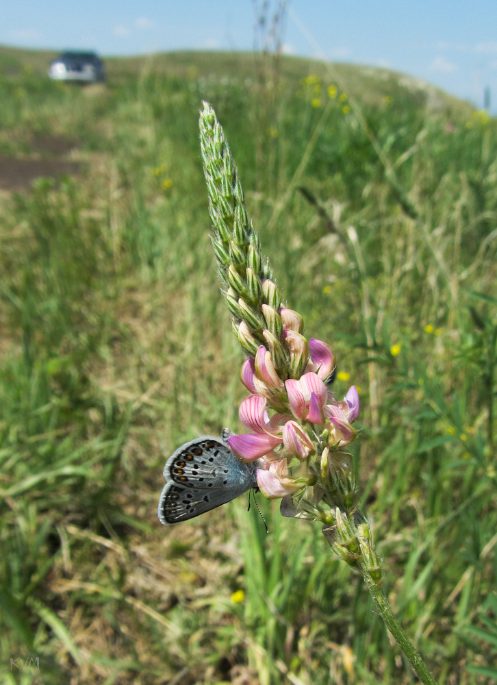 Изображение особи Onobrychis sibirica.