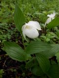 Cypripedium macranthos. Цветущее растение (белоцветковая форма) в дубняке. Приморский край, г. Находка. 11.06.2012.