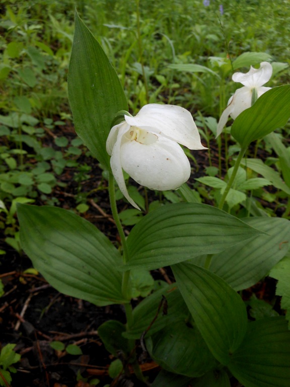 Image of Cypripedium macranthos specimen.