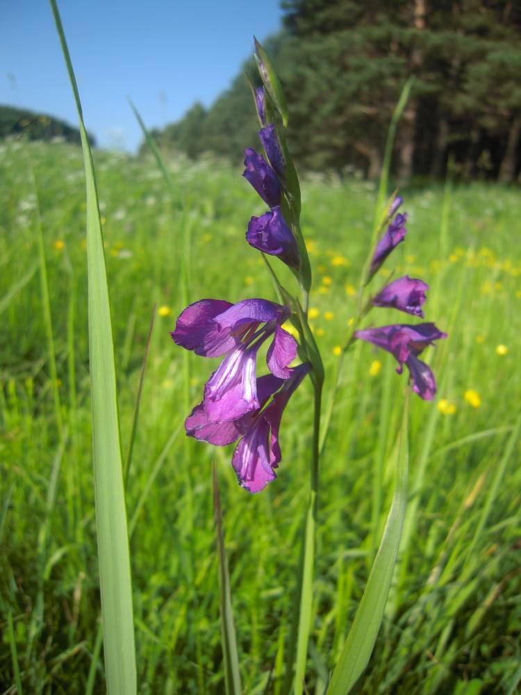Изображение особи Gladiolus tenuis.