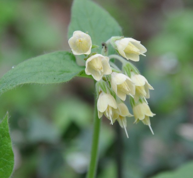 Изображение особи Symphytum bulbosum.