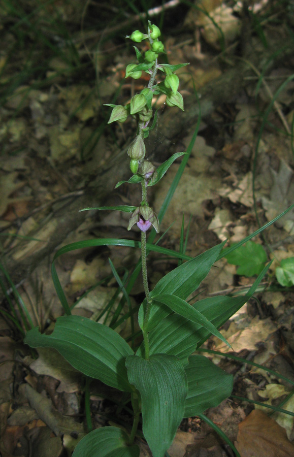 Image of Epipactis helleborine specimen.