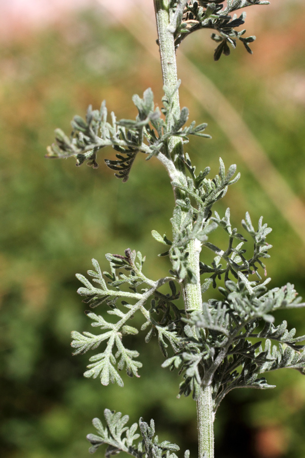 Image of Artemisia persica specimen.