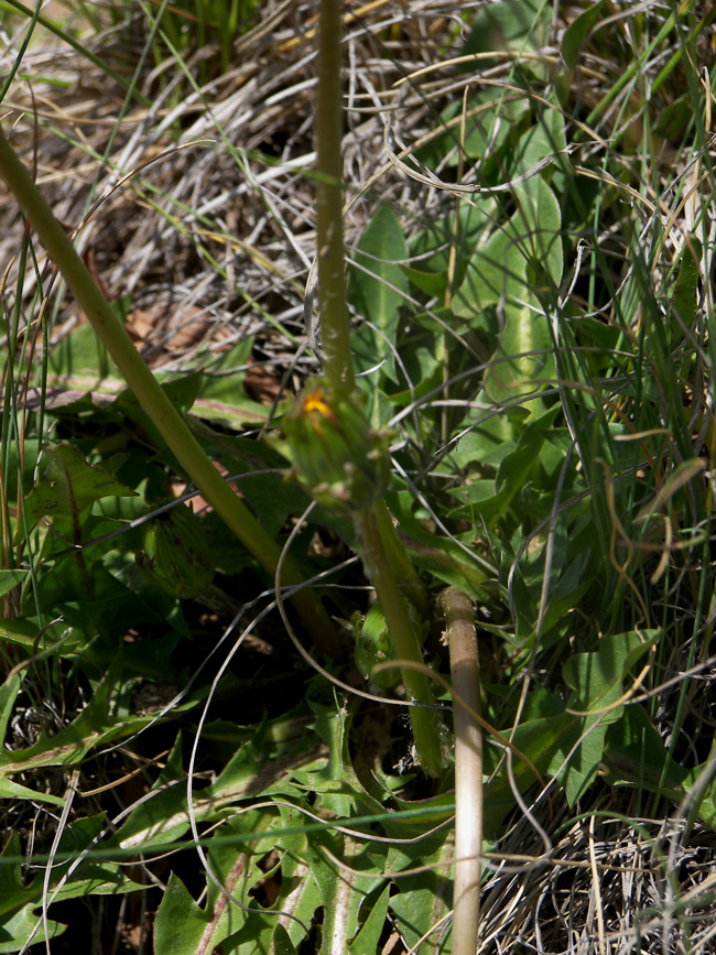 Изображение особи Taraxacum confusum.