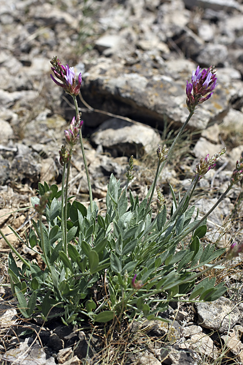 Изображение особи Astragalus schrenkianus.