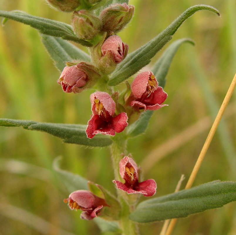 Изображение особи Odontites vulgaris.