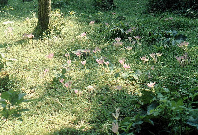Image of Colchicum speciosum specimen.