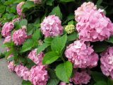 Hydrangea macrophylla. Соцветия и листья. Украина, Киев, Национальный ботанический сад. 08.07.2010.