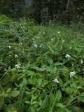 Cerastium davuricum