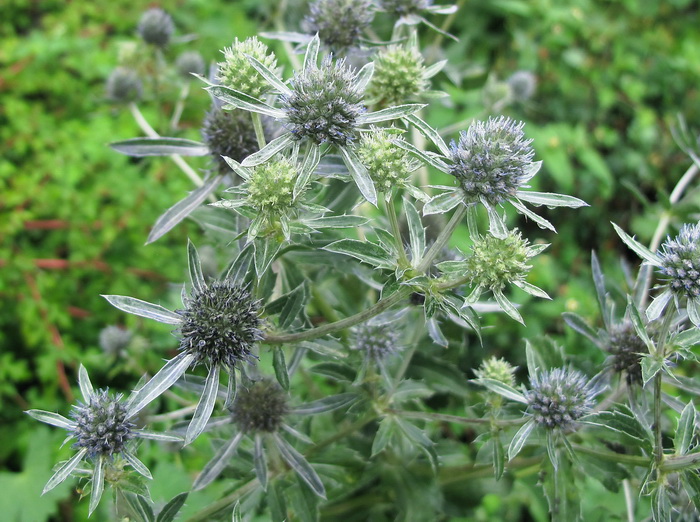 Изображение особи Eryngium campestre.