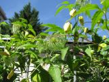 Clematis serratifolia. Верхушки побегов с цветками и плодами. Австрия, Вена, сквер на Schlickplatz. 10.09.2012.