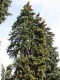 Picea форма glauca