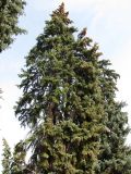 Picea pungens form glauca. Верхняя часть кроны деревьев. Венгрия, Хевеш, г. Эгер, сквер у Базилики. 11.09.2012.